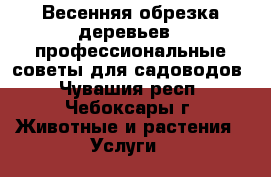 Весенняя обрезка деревьев,  профессиональные советы для садоводов - Чувашия респ., Чебоксары г. Животные и растения » Услуги   